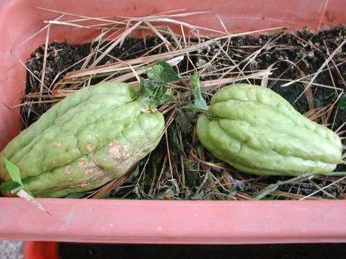 白色好看的吃瓜,探寻夏日清新美食之旅