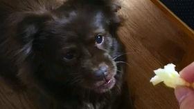 吃瓜狗狗酱,揭秘宠物界的“八卦达人”