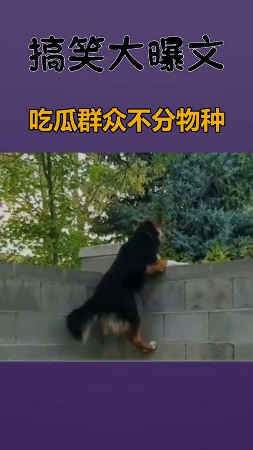 吃瓜真的不分物种,物种界限不再，共享欢乐时光