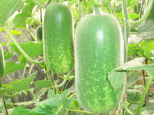 永济吃瓜大赛,吃瓜大赛狂欢盛宴