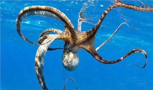 吃瓜吃八爪鱼视频下载,吃瓜群众必备教程