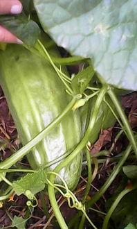 搜狗可以吃瓜吗,揭秘网络热点的幕后故事