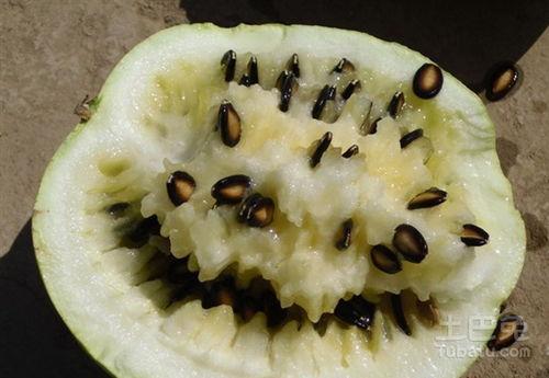 籽瓜能保存多久吃,探索延长美味时光的秘密