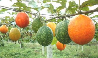 快餐吊瓜怎么吃,快餐吊瓜的多样食用方法解析