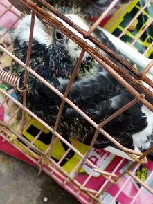 信鸽吃小瓜,小瓜成为新宠