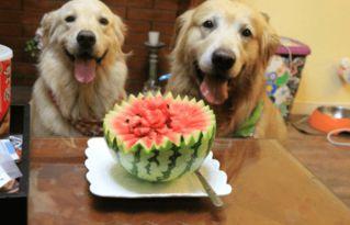 狗狗可以吃付瓜,夏日必备——西瓜的妙用