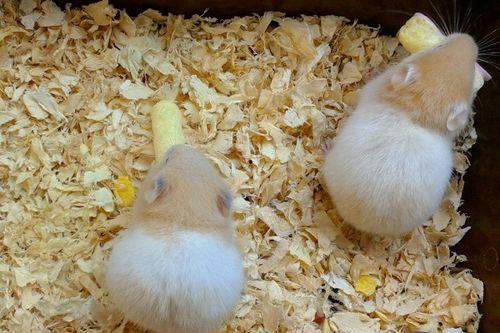 黄河蜜瓜能不能给仓鼠吃,仓鼠饮食中的甜蜜选择？