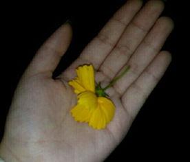 吃瓜群众在线吃瓜视频,吃瓜群众在线观看吃瓜视频，揭秘娱乐圈幕后故事