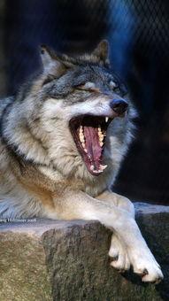 狼道吃瓜,揭秘网络舆论场的暗流涌动