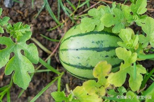 吃瓜必看防虫攻略,防虫攻略，轻松享受清凉时光