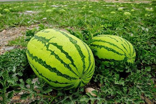 司家吃瓜系统,娱乐圈幕后风云大揭秘