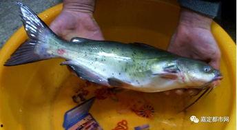 吃瓜群众臭鱼鱼,揭秘网络红人的魅力与争议