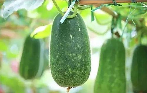 瓜瓜吃瓜讲了什么,揭秘娱乐圈幕后故事