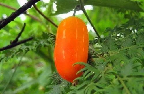 茅瓜可以 吃吗,美味与营养并存的天然食材