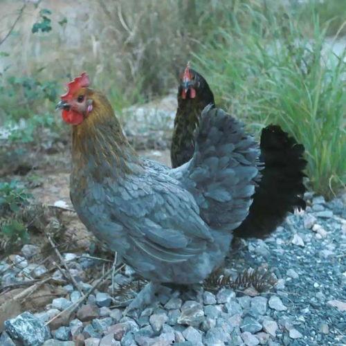 大雪带你吃瓜,一场别开生面的美食之旅