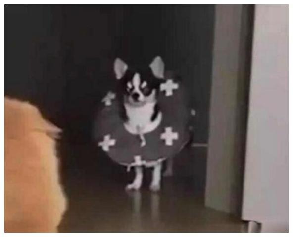 狗狗吵架吃瓜群众,吃瓜群众围观一幕幕“狗界风云”