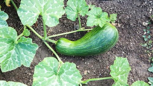 花瓠瓜怎么吃,探索美味与营养的完美融合