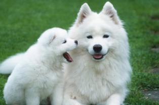 狗狗吃哈密瓜拉软便,营养过剩还是消化不良？