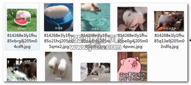 动态猪吃瓜,动态猪吃瓜，萌态十足引网友热议