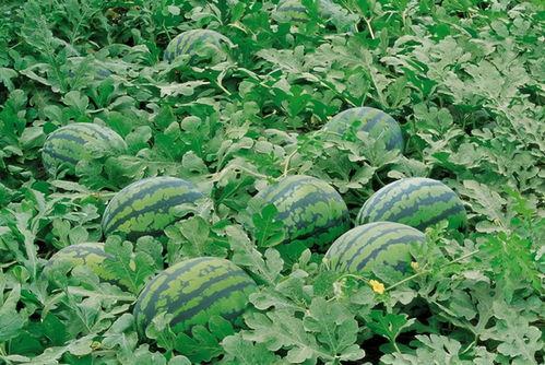 来福吃捧瓜,一场欢乐的夏日盛宴