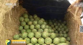 中国吃瓜群众名单