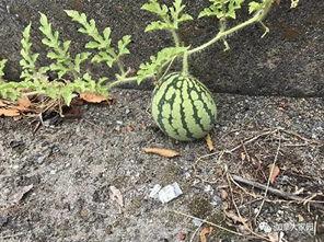 吃瓜入口找不到,吃瓜入口竟找不到的秘密