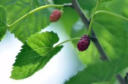 伦桑吃瓜,揭秘娱乐圈背后的那些事儿