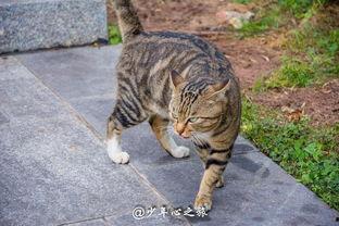 道具 猫猫吃瓜,揭秘喵星人吃瓜背后的趣味故事