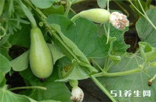 治愈吃瓜100秒,吃瓜解忧，轻松享受生活片刻