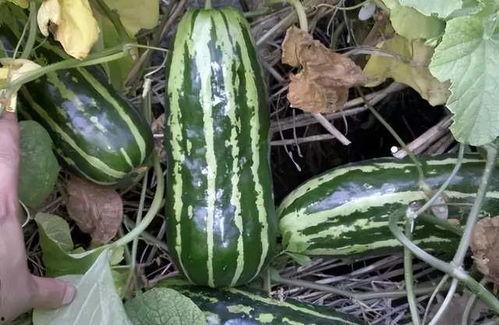 吃土瓜会寒吗,寒凉之果还是养生佳品？