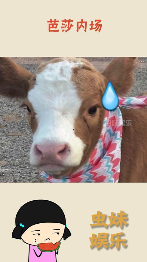 抖音吃瓜鸭子,揭秘网络红人背后的故事