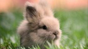 吃瓜大兔子,揭秘娱乐圈幕后故事