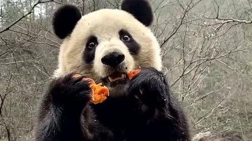 熊猫吃瓜直播间,揭秘网红美食背后的故事