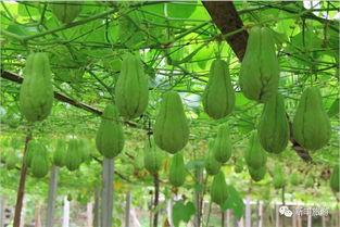 吃瓜现场100秒,揭秘娱乐圈最新热点瞬间