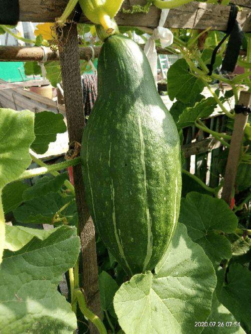 边砍边吃的瓜,瓜香四溢的夏日之旅