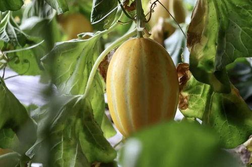 快乐吃瓜482,一场别开生面的娱乐盛宴