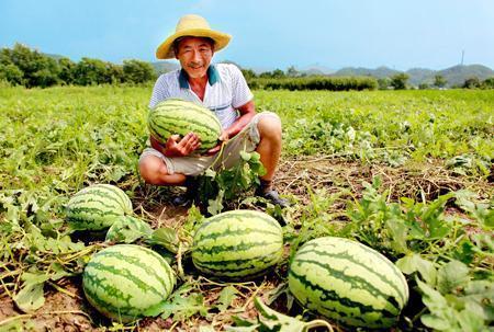 康平路吃瓜大队